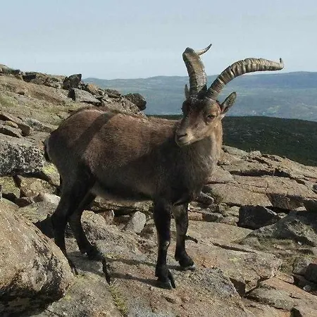 El Sobrao De Gredos Farm stay *